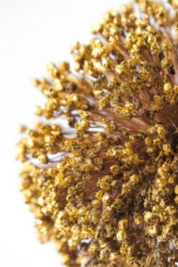 # culture sauvage : fleur de poireau et brins d'herbes folles dorés à la feuille d'or, lichens blancs. Éclairage intégré. Fleur de poireau et brins d'herbes folles dorés à la feuille d'or, lichens blancs