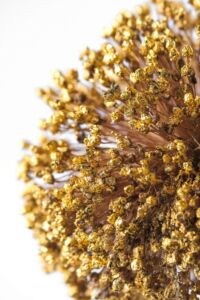 # culture sauvage : fleur de poireau et brins d'herbes folles dorés à la feuille d'or, lichens blancs. Éclairage intégré. Fleur de poireau et brins d'herbes folles dorés à la feuille d'or, lichens blancs