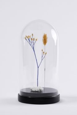 duo #3 : un brin de lampsane bleue avec les capitules dorées à la feuille d'or, une sétaire dorée à la feuille d'or et un lichen en porcelaine réalisé par Serena Ilari. Sculpture avec un brin de lampsane bleue avec les capitules dorées à la feuille d'or, une sétaire dorée à la feuille d'or et un lichen en porcelaine réalisé par Serena Ilari.