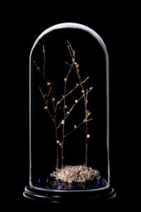 # lisière céleste : brindilles de bouleau avec bouts dorés à la feuille d'or, fleurs de muscaris bleues et or, fruits d'arbre du clergé bleus et lichen naturel Sculpture de brindilles de bouleau avec bouts dorés à la feuille d'or, fleurs de muscaris bleues et or, fruits d'arbre du clergé bleus et lichen naturel