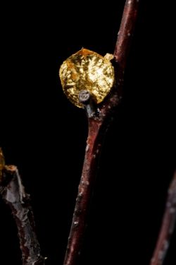 # lisière céleste : brindilles de bouleau avec bouts dorés à la feuille d'or, fleurs de muscaris bleues et or, fruits d'arbre du clergé bleus et lichen naturel Brindilles de bouleau avec bouts dorés à la feuille d'or, fleurs de muscaris bleues et or, fruits d'arbre du clergé bleus et lichen naturel